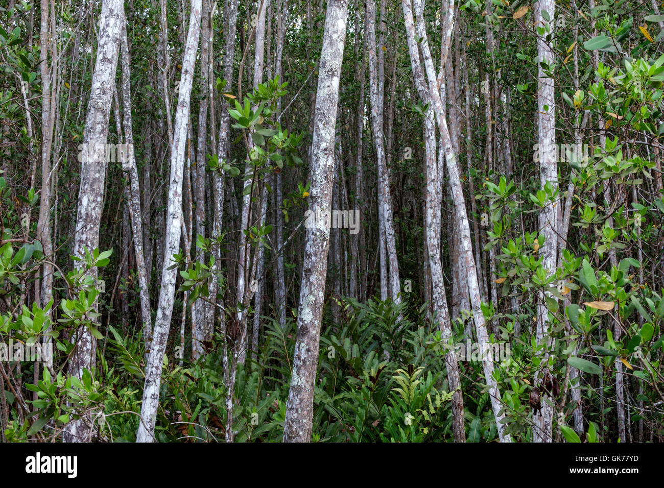 Florida, Süd, Naples, Collier County, Gordon River Water Greenway Park, öffentlicher Park, Wanderweg, Landschutz, Outdoor, Vegetation, Bäume t Stockfoto