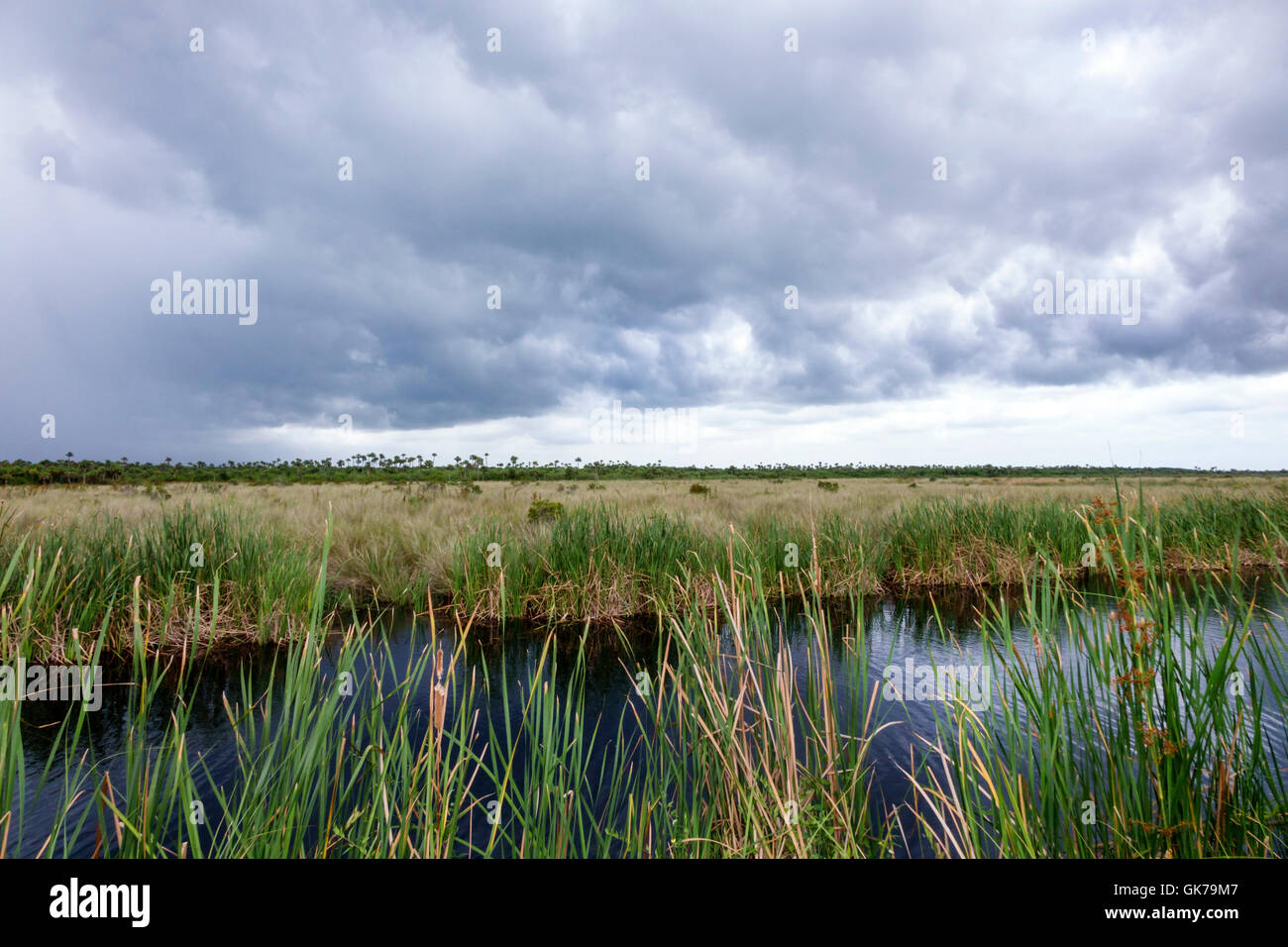 Florida Everglades, Tamiami Trail, Everglades National Park, tropisches Feuchtgebiet, Umwelt, Ökosystem, Vegetation, sägegras, sumpfgebiet, Kanal, Sturm c Stockfoto