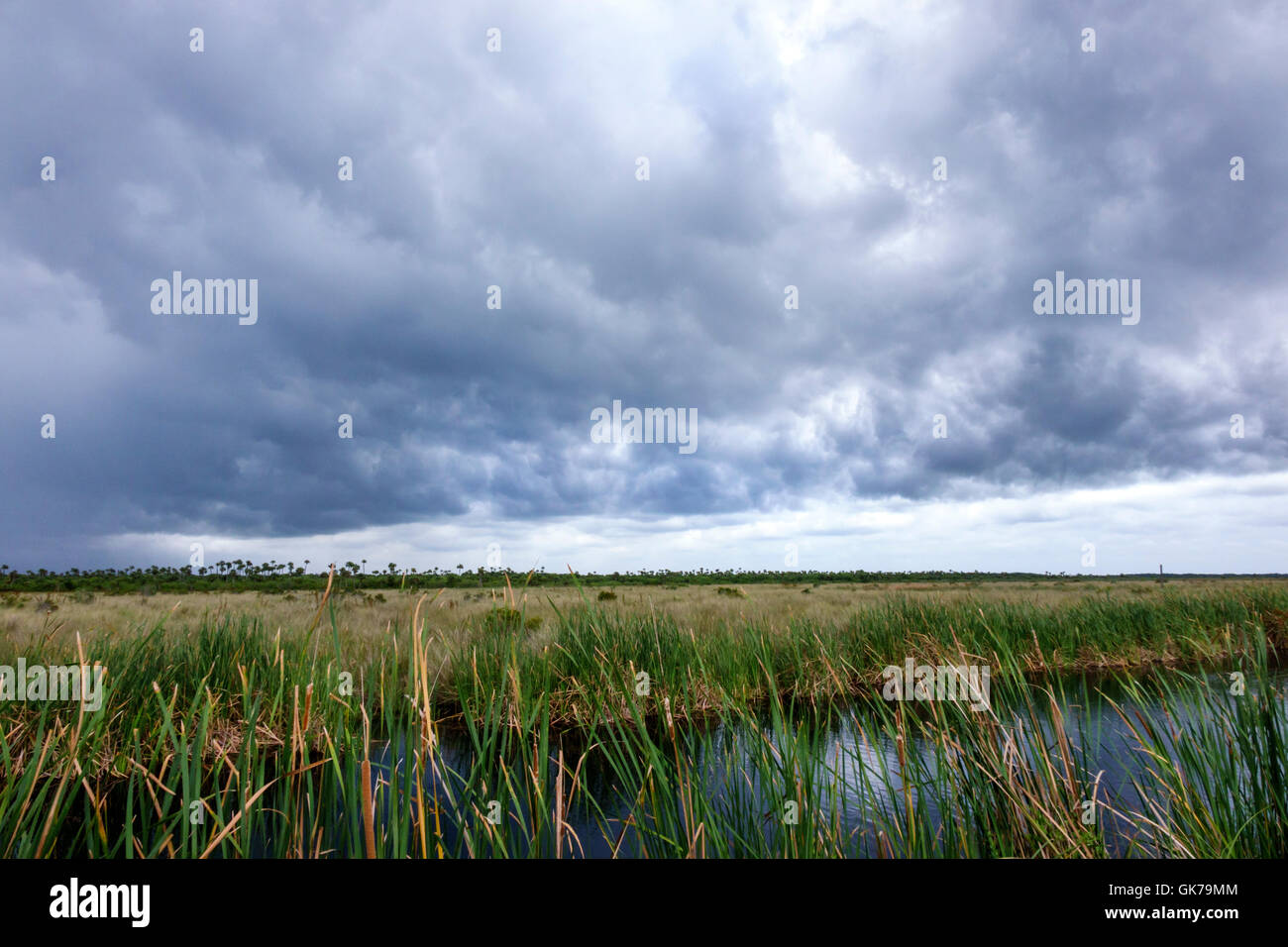 Florida, Süden, Tamiami Trail, Florida Everglades, Everglades National Park, tropisches Feuchtgebiet, Umwelt, Ökosystem, Vegetation, Sägegras, Sumpf, Kanal, Sturm c Stockfoto