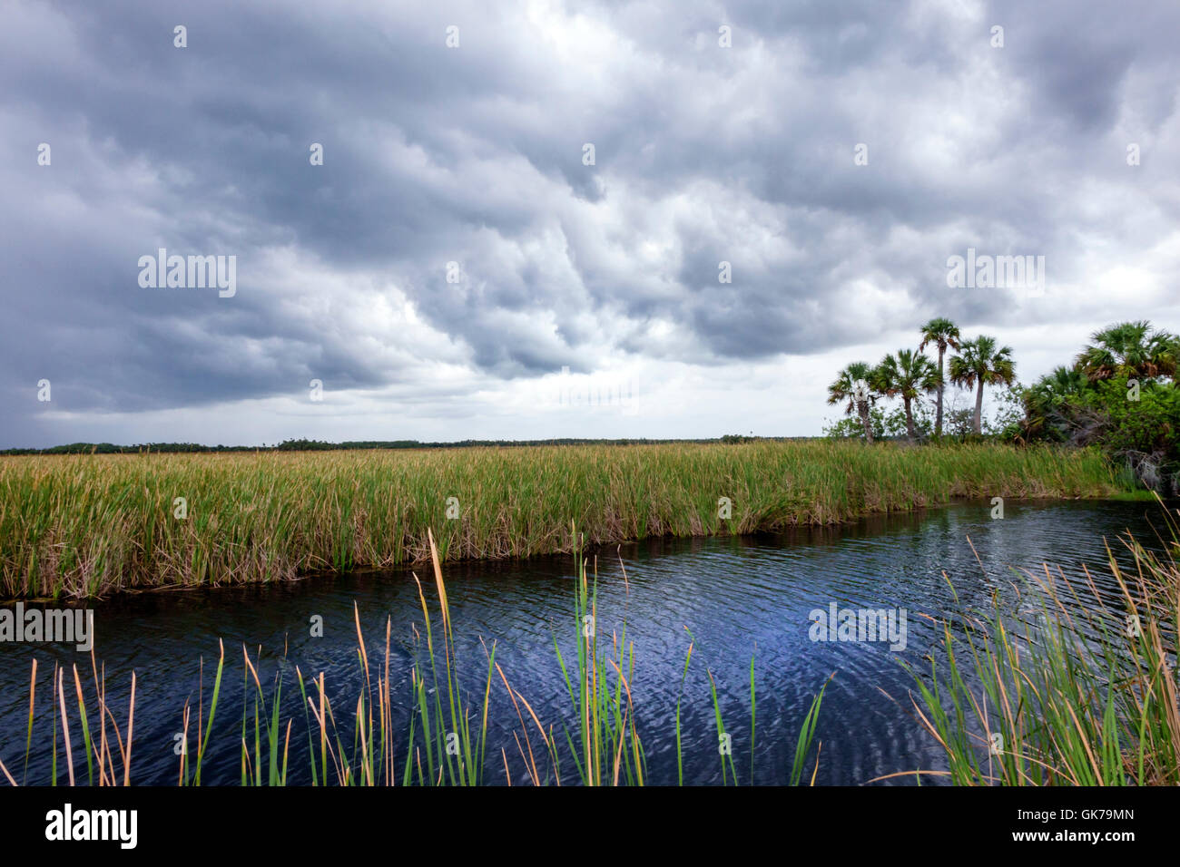 Florida Everglades, Tamiami Trail, Everglades National Park, tropisches Feuchtgebiet, Umwelt, Ökosystem, Vegetation, sägegras, sumpfgebiet, Kanal, Sturm c Stockfoto