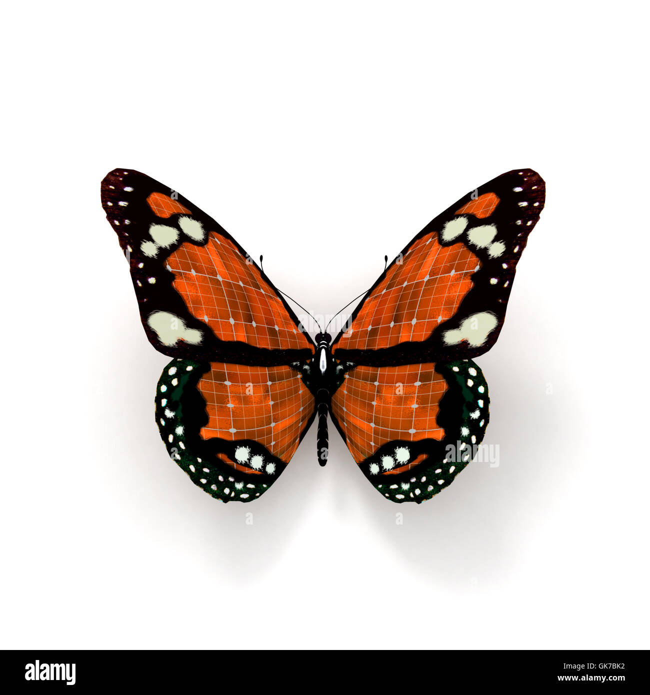 Insekt Schmetterling bunt Stockfoto