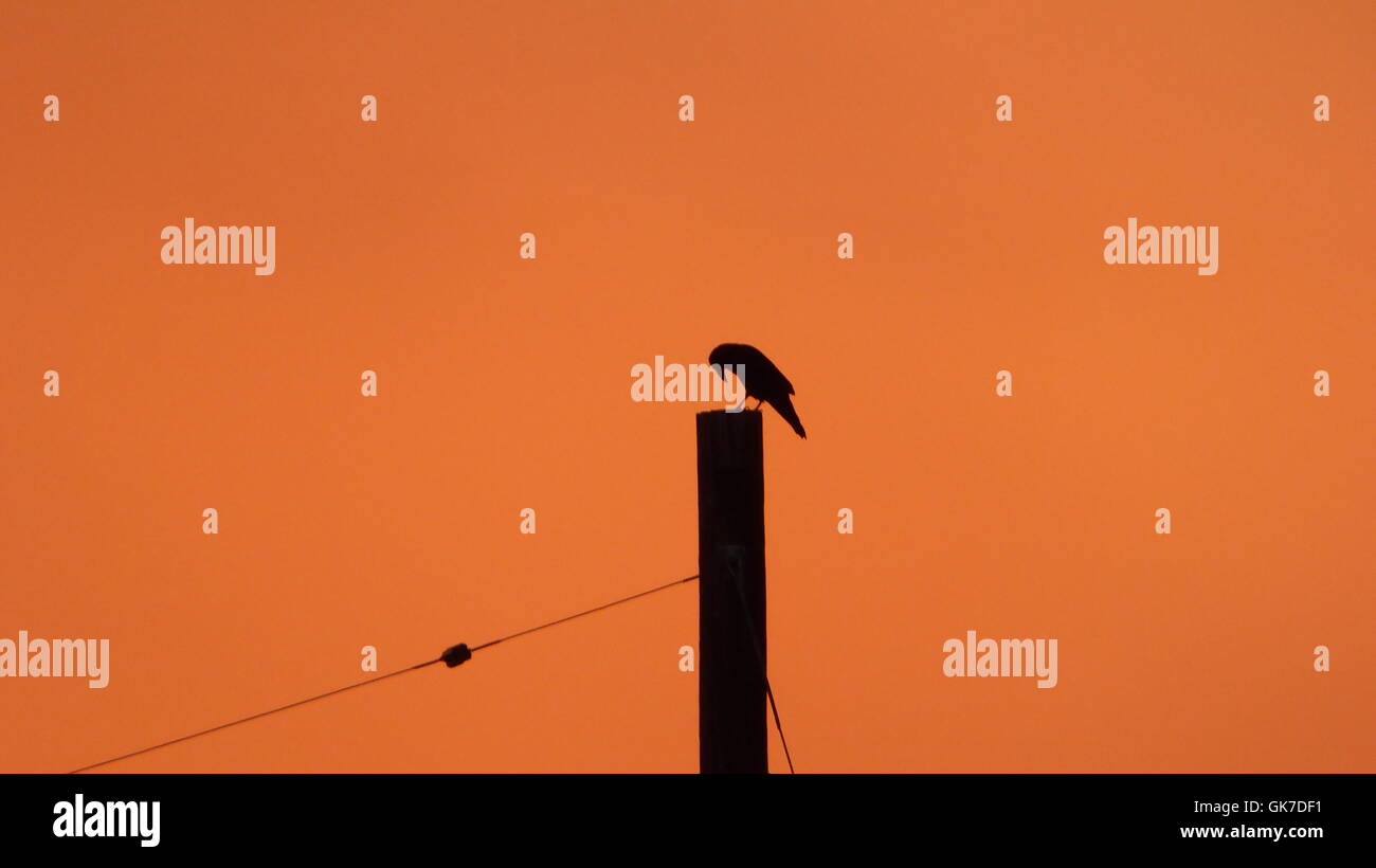 Rabe Krähe gehockt Pol auf der Suche nach innen gekehrt launisch in eine orange Sunrise Stockfoto