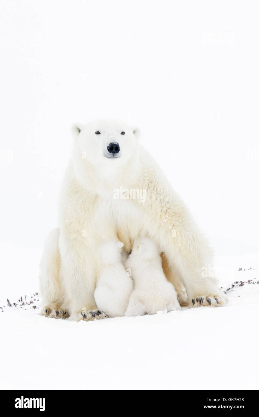 Eisbär Mutter (Ursus Maritimus), Blick in die Kamera, Krankenpflege zwei Neugeborene jungen, Wapusk-Nationalpark, Manitoba, Kanada. Stockfoto