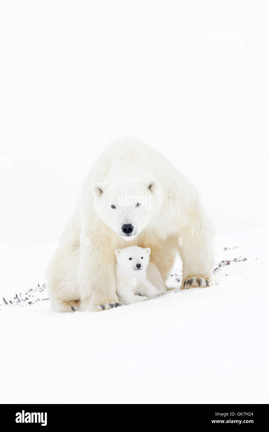 Eisbär-Mutter (Ursus Maritimus) sitzen, Blick in die Kamera, mit Neugeborenen jungen Wapusk-Nationalpark, Manitoba, Kanada Stockfoto