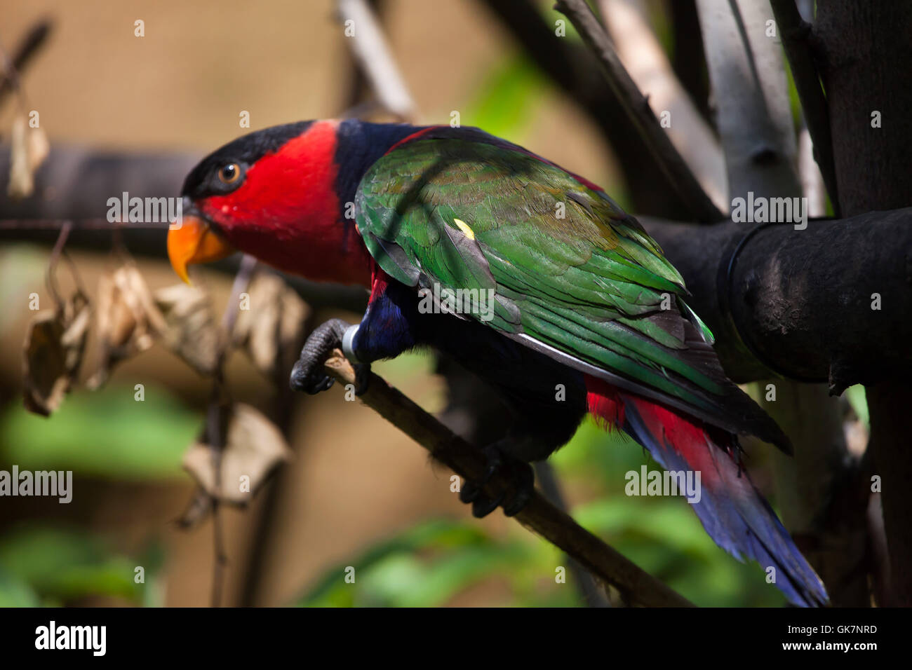 Frauenlori (Lorius Lory Erythrothorax), auch bekannt als die dreifarbigen Lory. Tierwelt Tier. Stockfoto