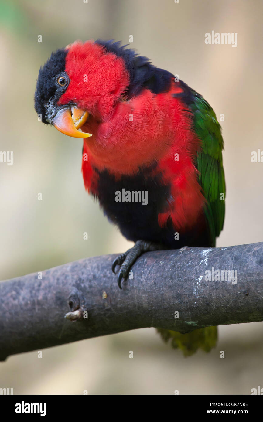 Frauenlori (Lorius Lory Erythrothorax), auch bekannt als die dreifarbigen Lory. Tierwelt Tier. Stockfoto