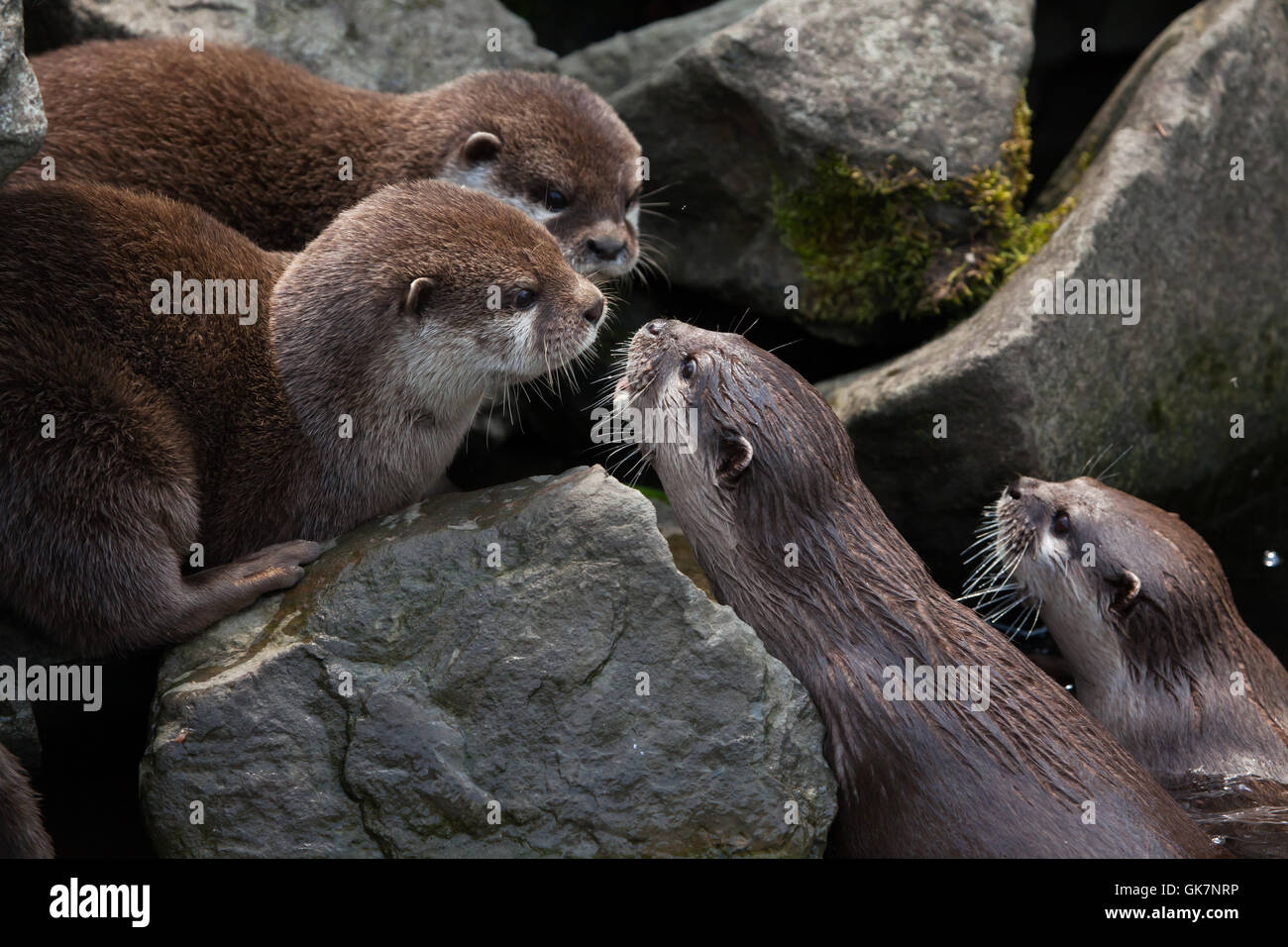 Orientalische kleine krallte Otter (Amblonyx Cinerea), auch bekannt als der asiatische kleine krallte Otter. Tierwelt Tier. Stockfoto