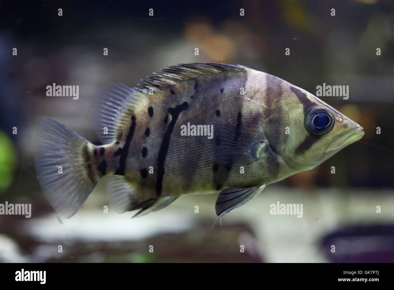 Indonesische Tigerfish (Datnioides Microlepis), auch bekannt als die indonesische Tiger Datnoid. Tierwelt Tier. Stockfoto