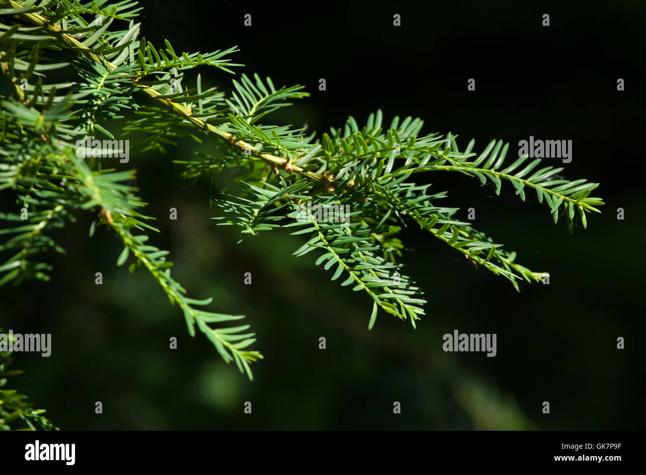 Eibe bltter -Fotos und -Bildmaterial in hoher Auflsung  Alamy