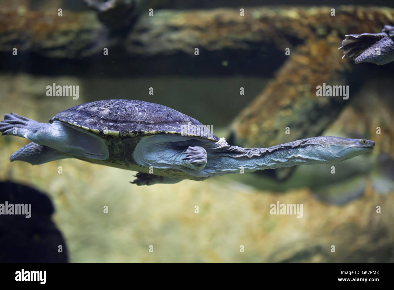 Siebenrock Schlange-necked Turtle (Chelodina Siebenrocki). Tierwelt Tier. Stockfoto