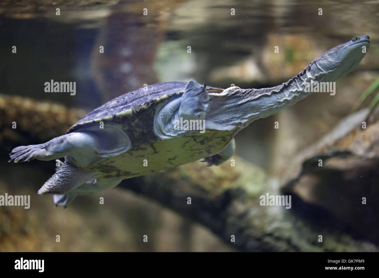 Siebenrock Schlange-necked Turtle (Chelodina Siebenrocki). Tierwelt Tier. Stockfoto