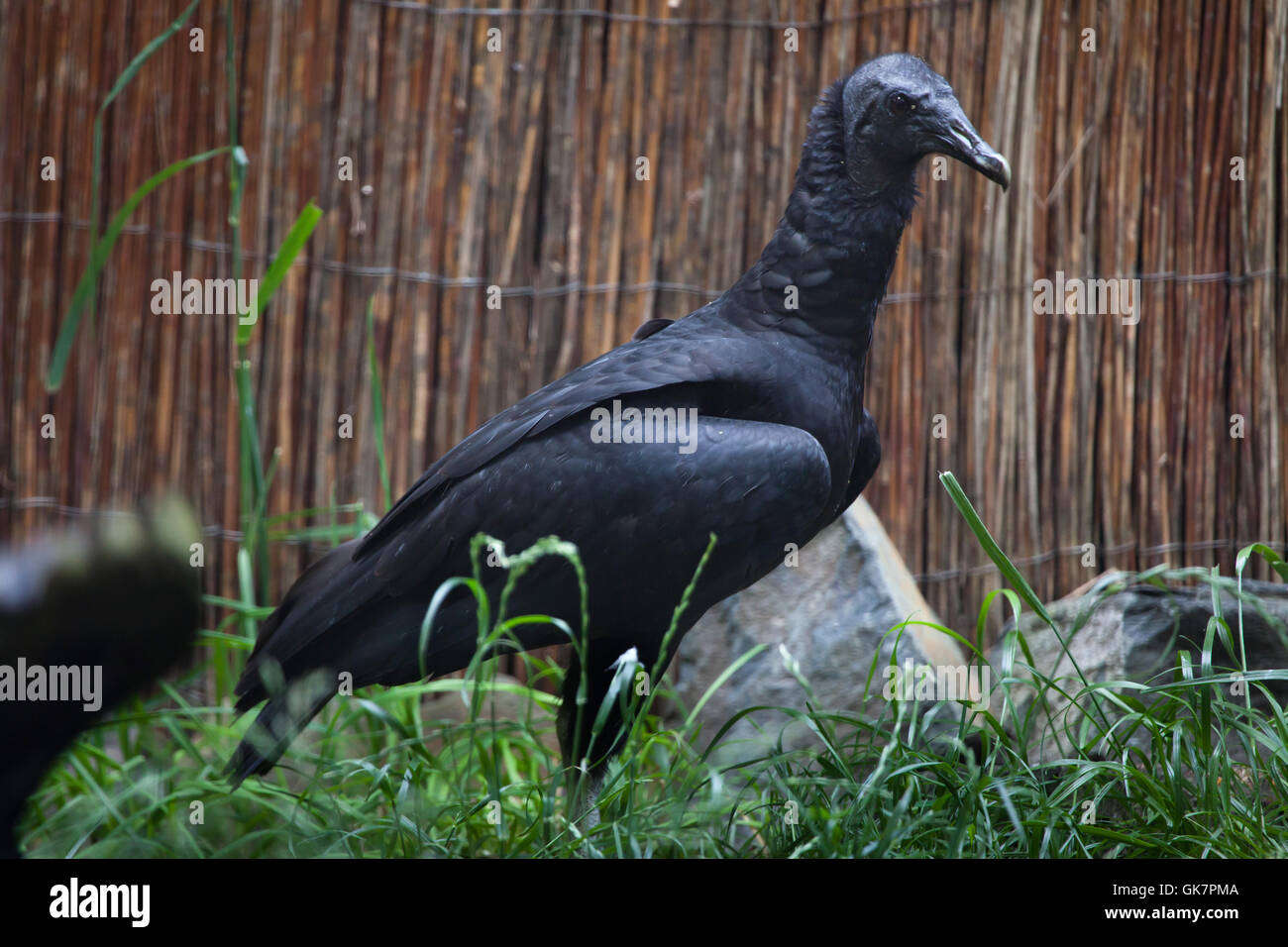 Amerikanische schwarze Geier (Coragyps Atratus). Tierwelt Tier. Stockfoto