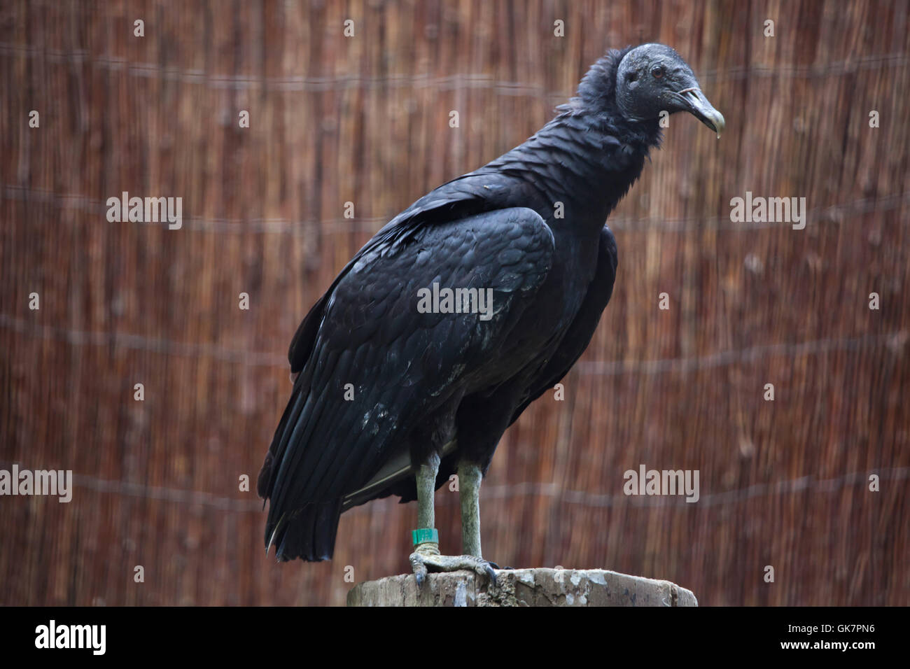 Amerikanische schwarze Geier (Coragyps Atratus). Tierwelt Tier. Stockfoto