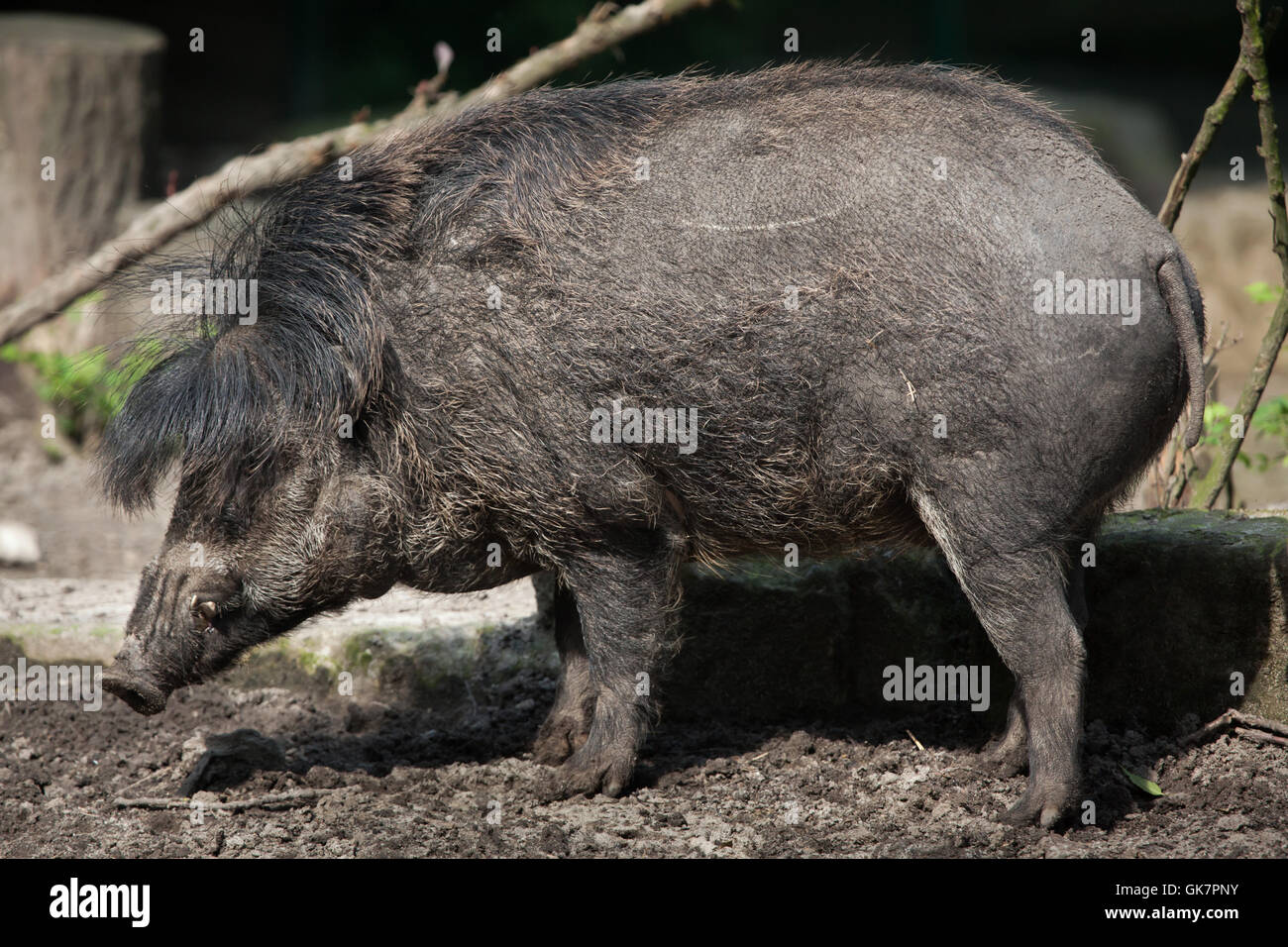Visayan warty Schwein (Sus Cebifrons). Tierwelt Tier. Stockfoto