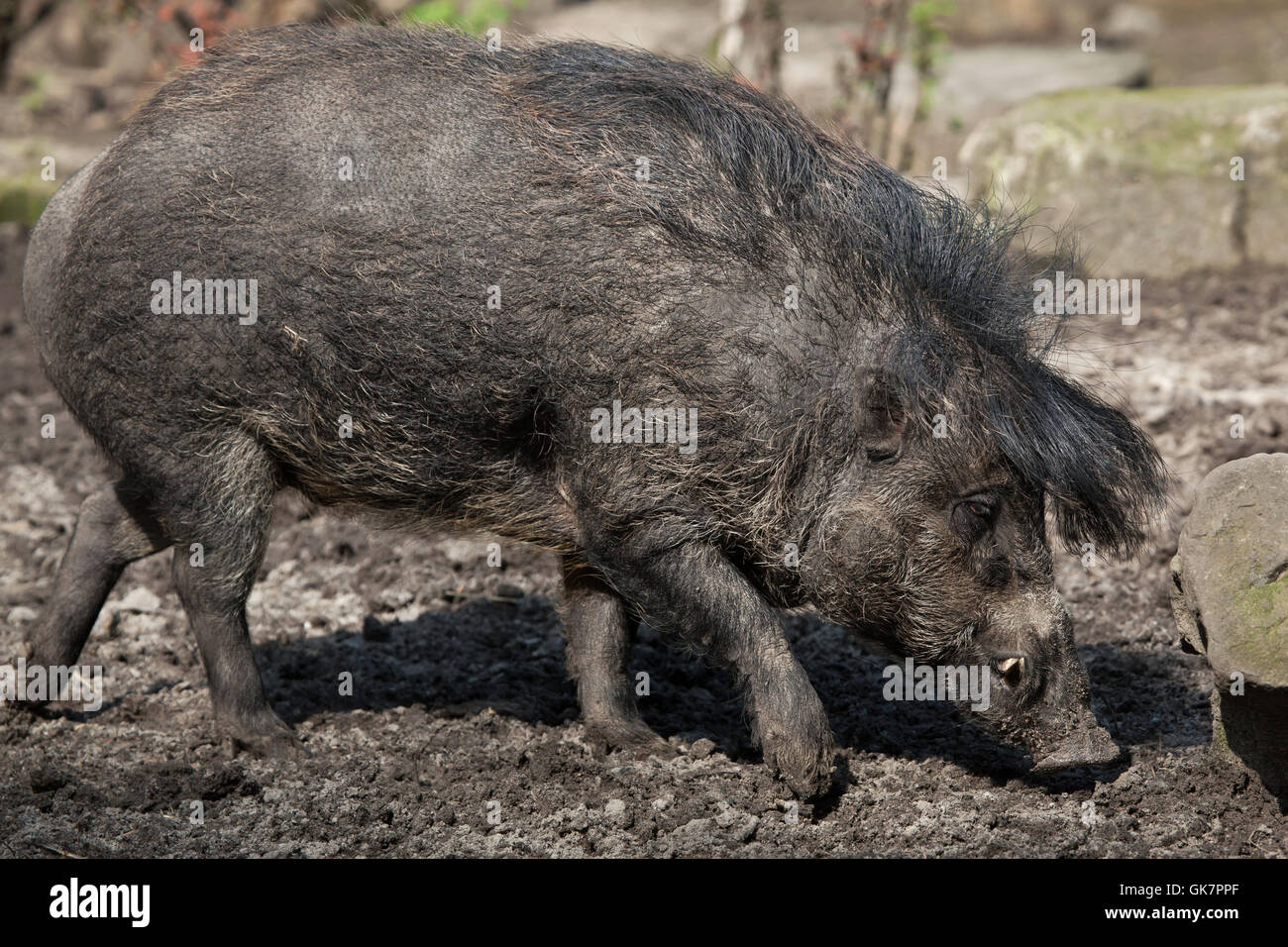 Visayan warty Schwein (Sus Cebifrons). Tierwelt Tier. Stockfoto