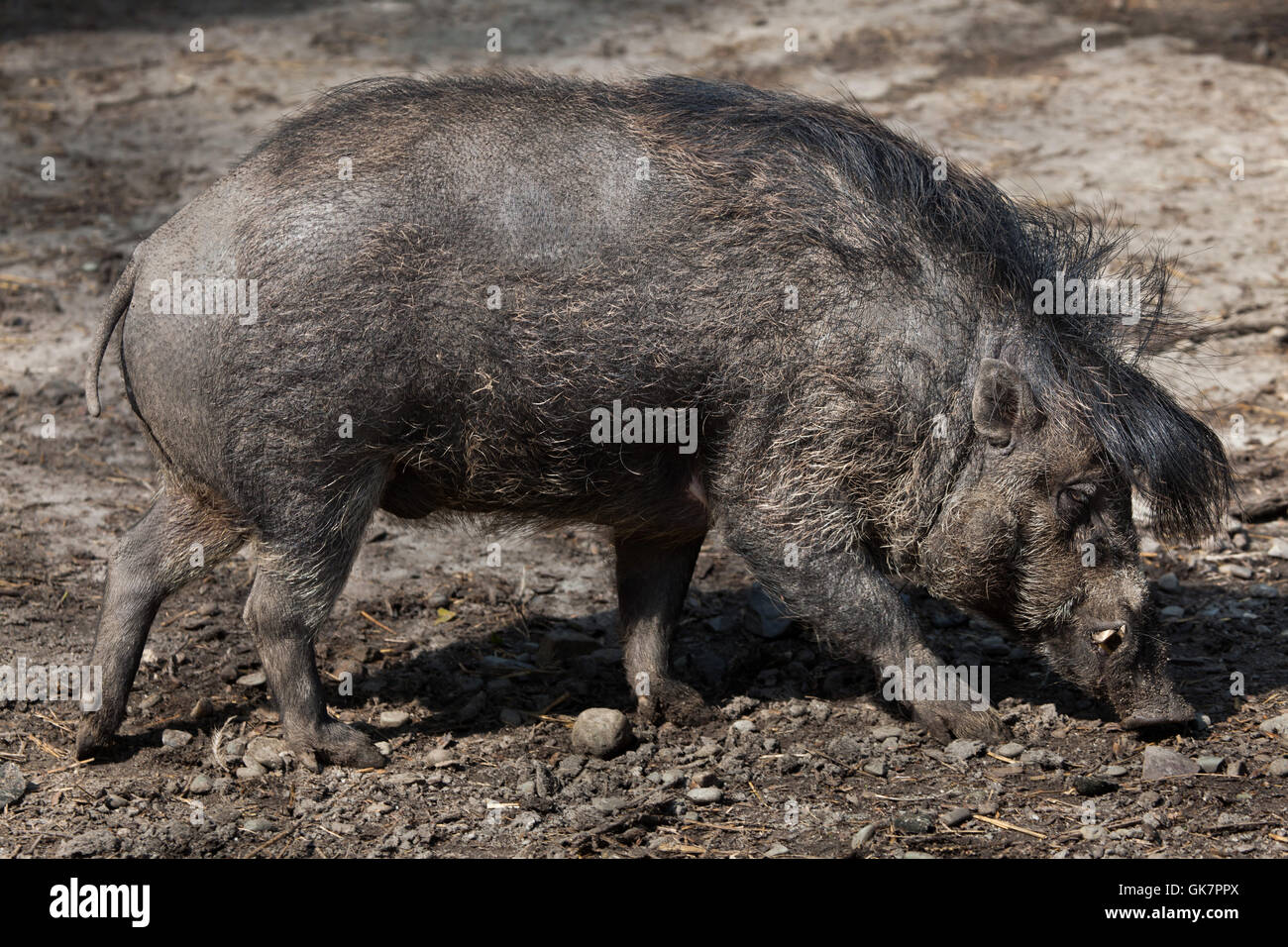 Visayan warty Schwein (Sus Cebifrons). Tierwelt Tier. Stockfoto
