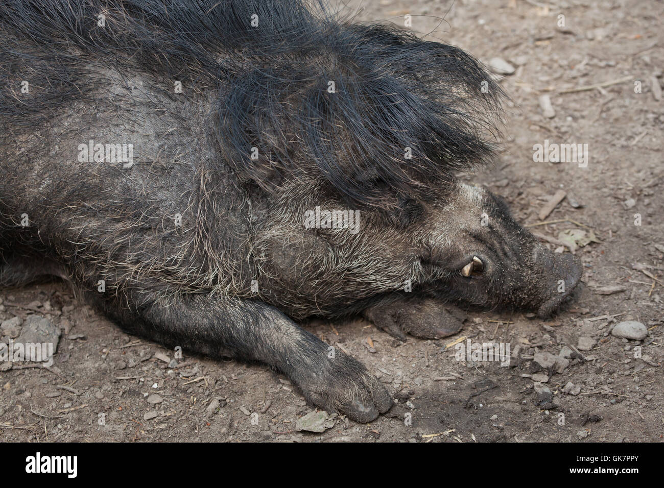 Visayan warty Schwein (Sus Cebifrons). Tierwelt Tier. Stockfoto