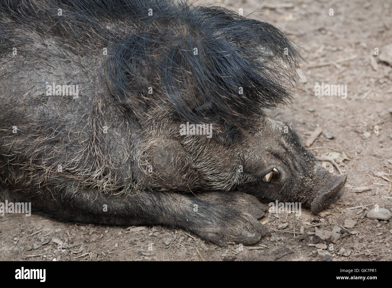 Visayan warty Schwein (Sus Cebifrons). Tierwelt Tier. Stockfoto