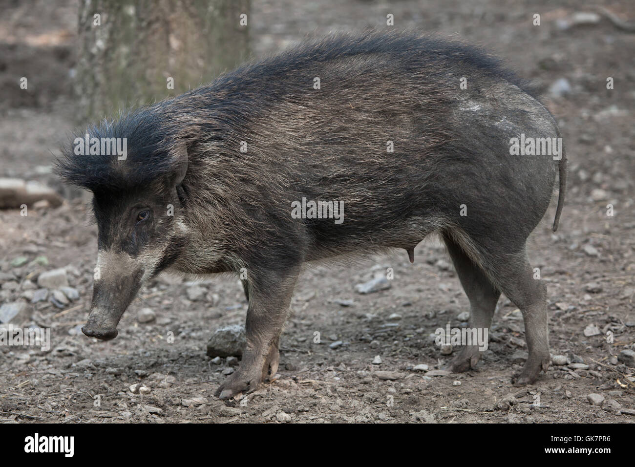 Visayan warty Schwein (Sus Cebifrons). Tierwelt Tier. Stockfoto