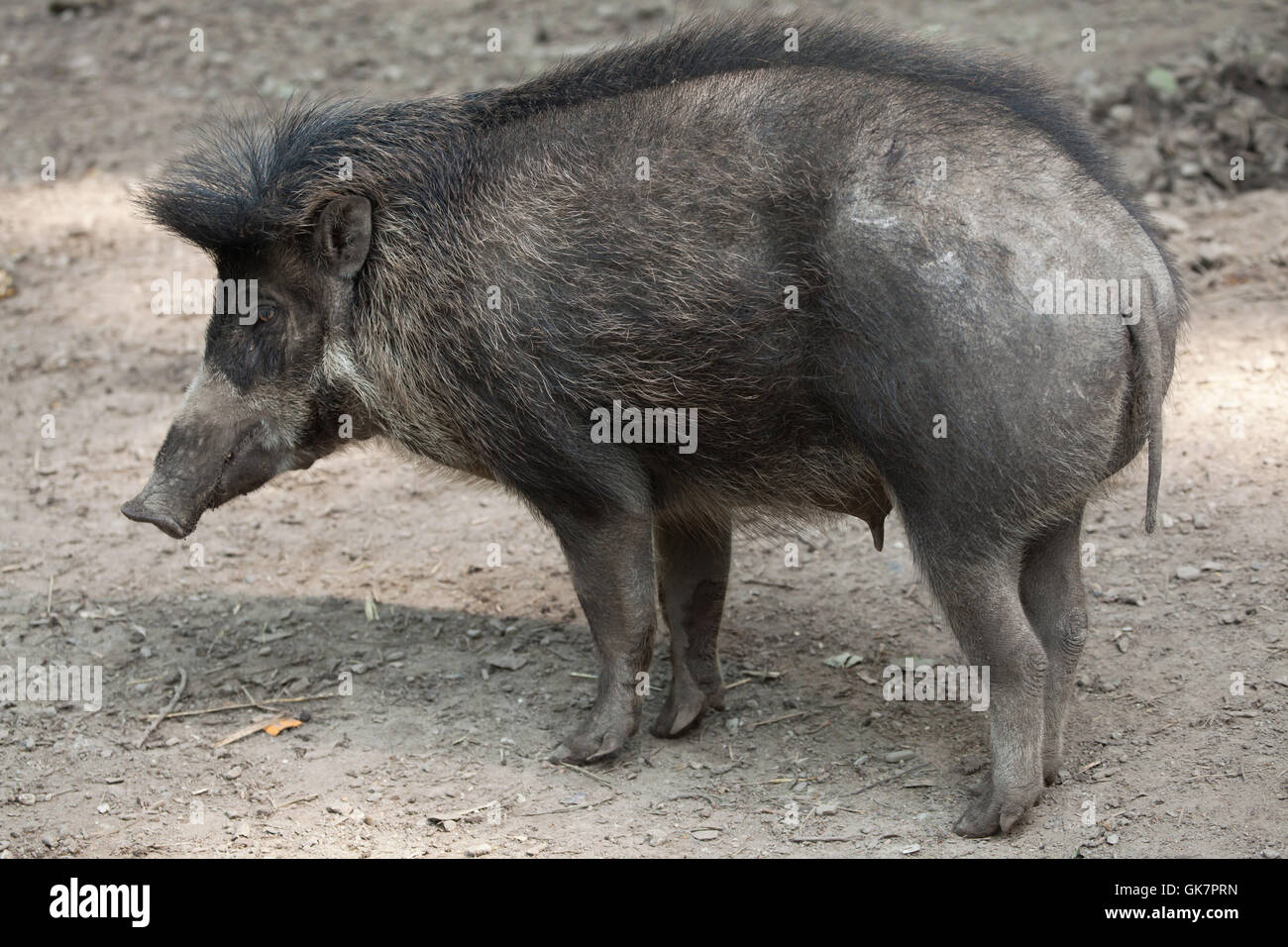 Visayan warty Schwein (Sus Cebifrons). Tierwelt Tier. Stockfoto