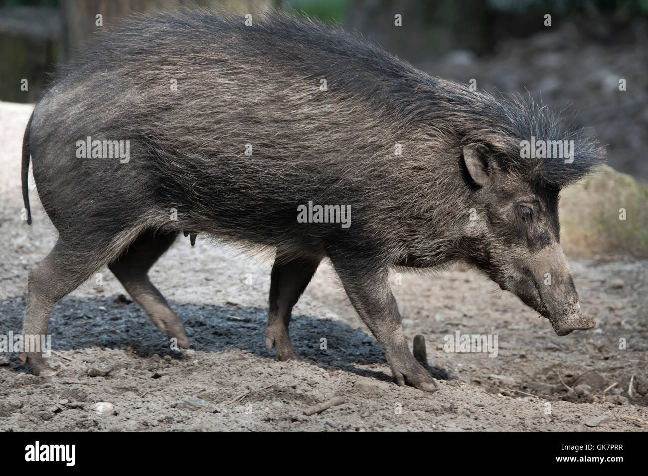 Visayan warty Schwein (Sus Cebifrons). Tierwelt Tier. Stockfoto
