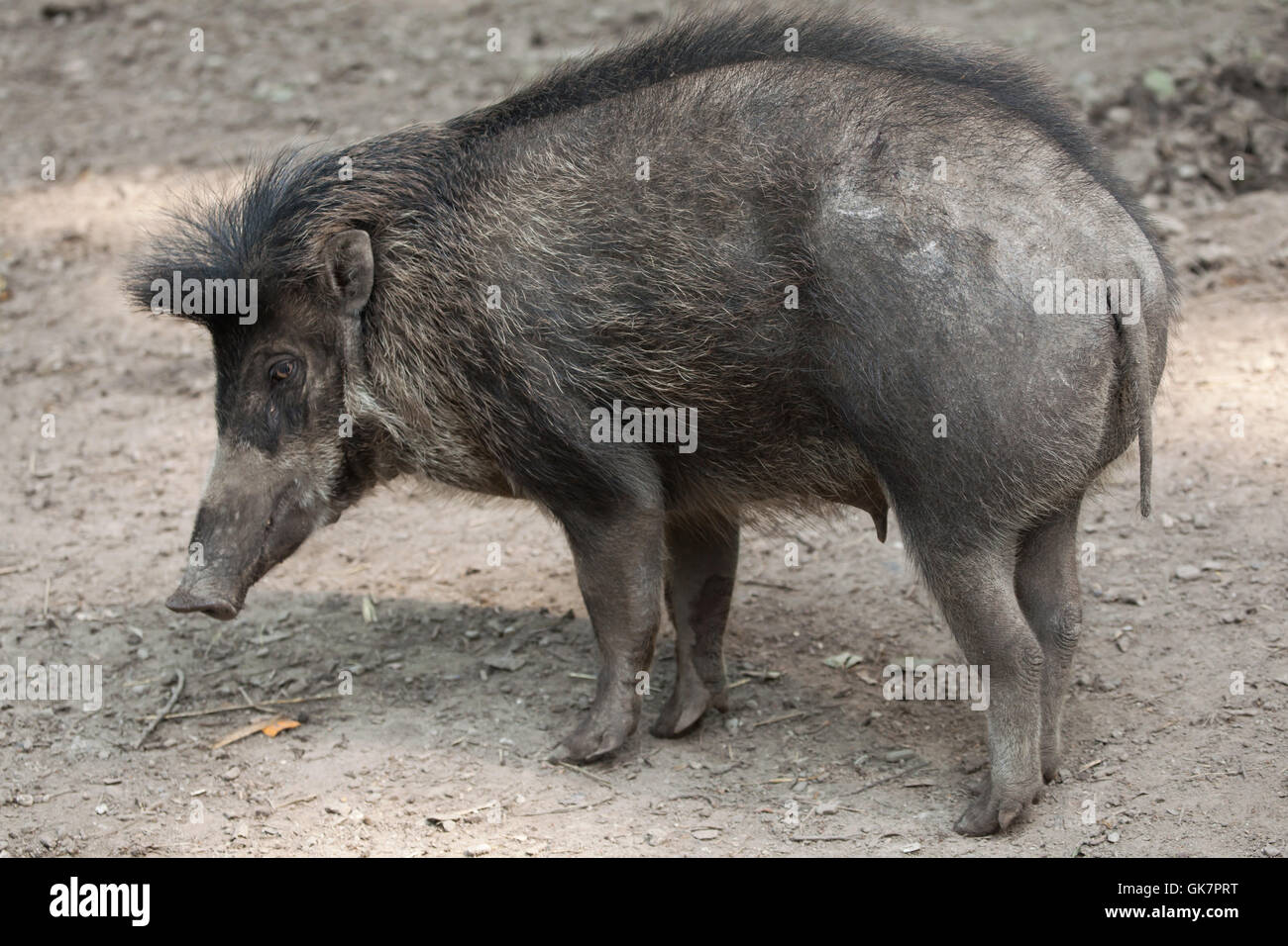 Visayan warty Schwein (Sus Cebifrons). Tierwelt Tier. Stockfoto