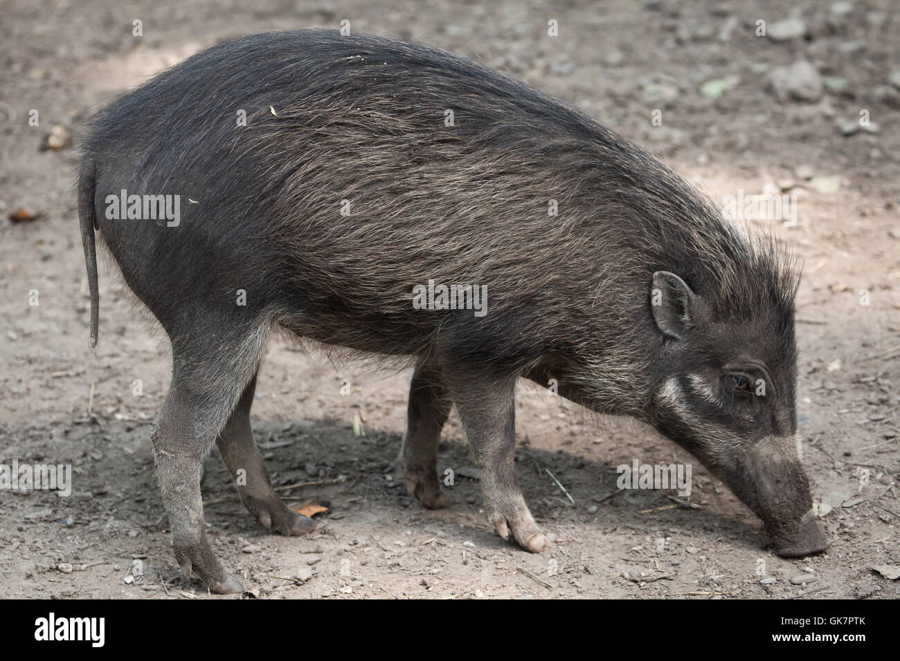 Visayan warty Schwein (Sus Cebifrons). Tierwelt Tier. Stockfoto