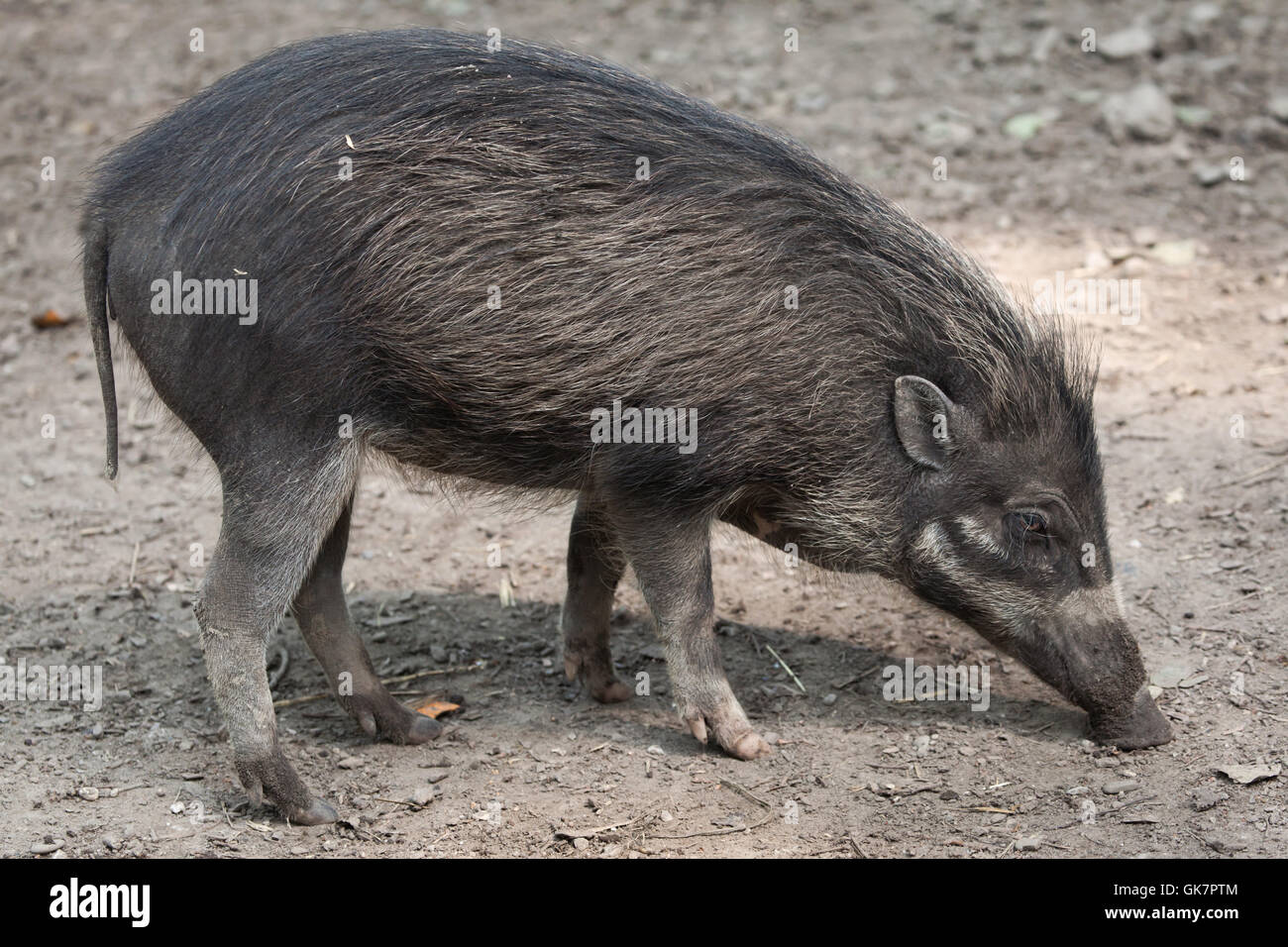Visayan warty Schwein (Sus Cebifrons). Tierwelt Tier. Stockfoto