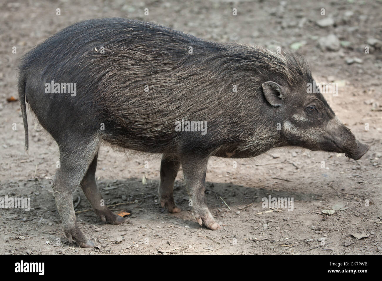 Visayan warty Schwein (Sus Cebifrons). Tierwelt Tier. Stockfoto