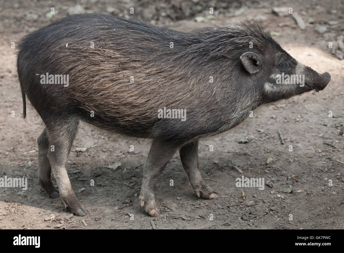 Visayan warty Schwein (Sus Cebifrons). Tierwelt Tier. Stockfoto