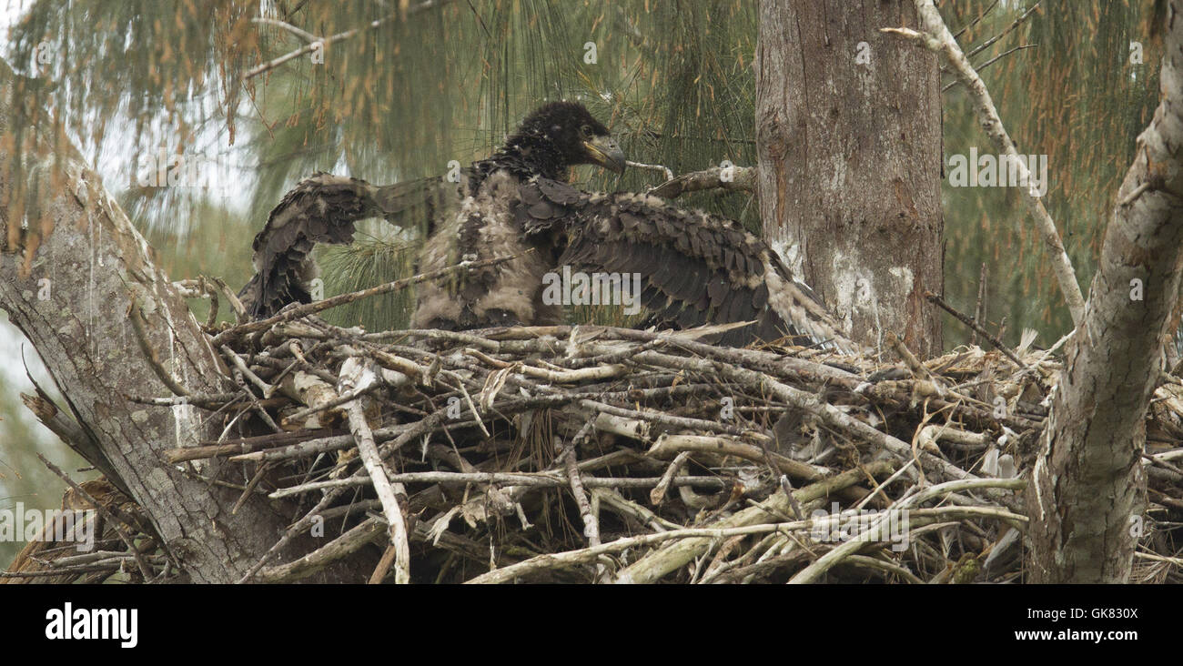 Pembroke Pines, Florida, USA. 8. November 2016. Jungvögel warten in Pembroke Pines, Florida Nest gefüttert werden. Die Eagles waren Mitte Januar geboren. Die Erwachsenen Adler lebt seit 2008 in ihr Nest. © J Pat Carter/ZUMA Draht/Alamy Live-Nachrichten Stockfoto