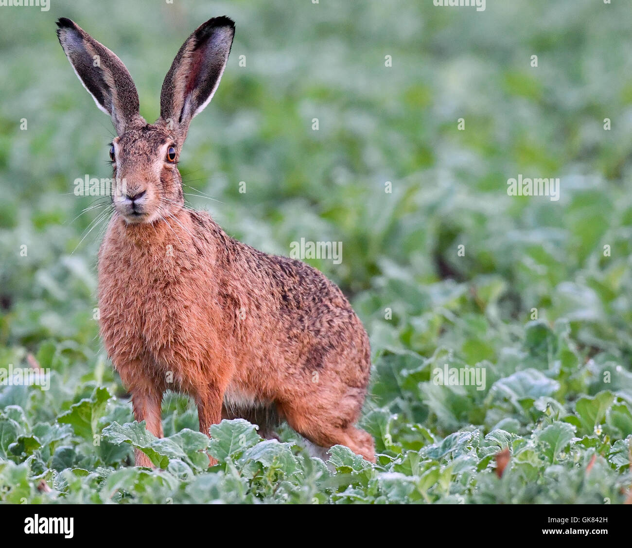 Reitwein, Deutschland. 19. August 2016. Ein Feldhase (Lepus Europaeus) in einem Feld mit Morgentau bei Reitwein, Deutschland, 19. August 2016 sodden. Foto: PATRICK PLEUL/DPA/Alamy Live-Nachrichten Stockfoto