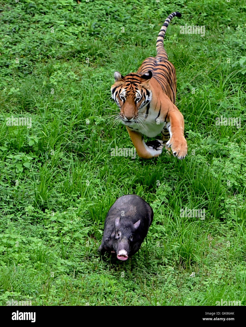 VK-da Phineas va Ferb porno