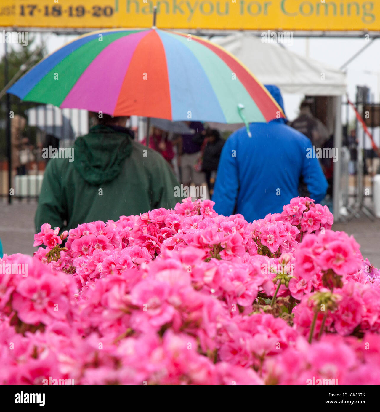 Southport, Merseyside, England Wetter.  19. August 2016 heftigen Regenfälle auf Flower Show Massen am 2. Tag von der 48th Annual floral Extravaganz. Trotz zunehmender Winde und stürmischen Bedingungen Tickets, die Inhaber weiterhin genießen die Show und Unterhaltung trotz eine Prognose für stürmische Winde im Laufe des Tages. Bildnachweis: MediaWorldImages/Alamy Live-Nachrichten Stockfoto