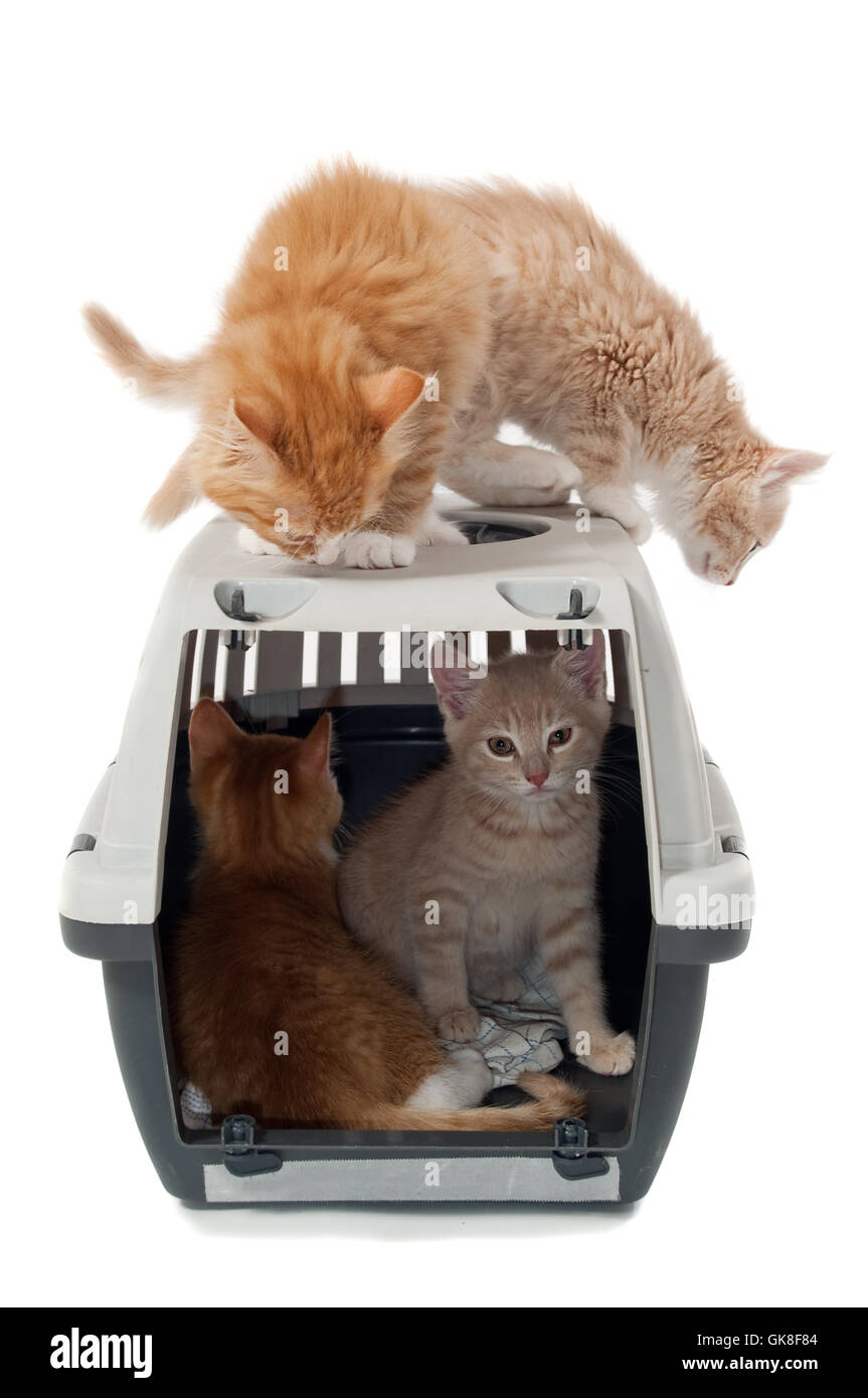 Süße Katze Kätzchen in Transportbox Stockfoto