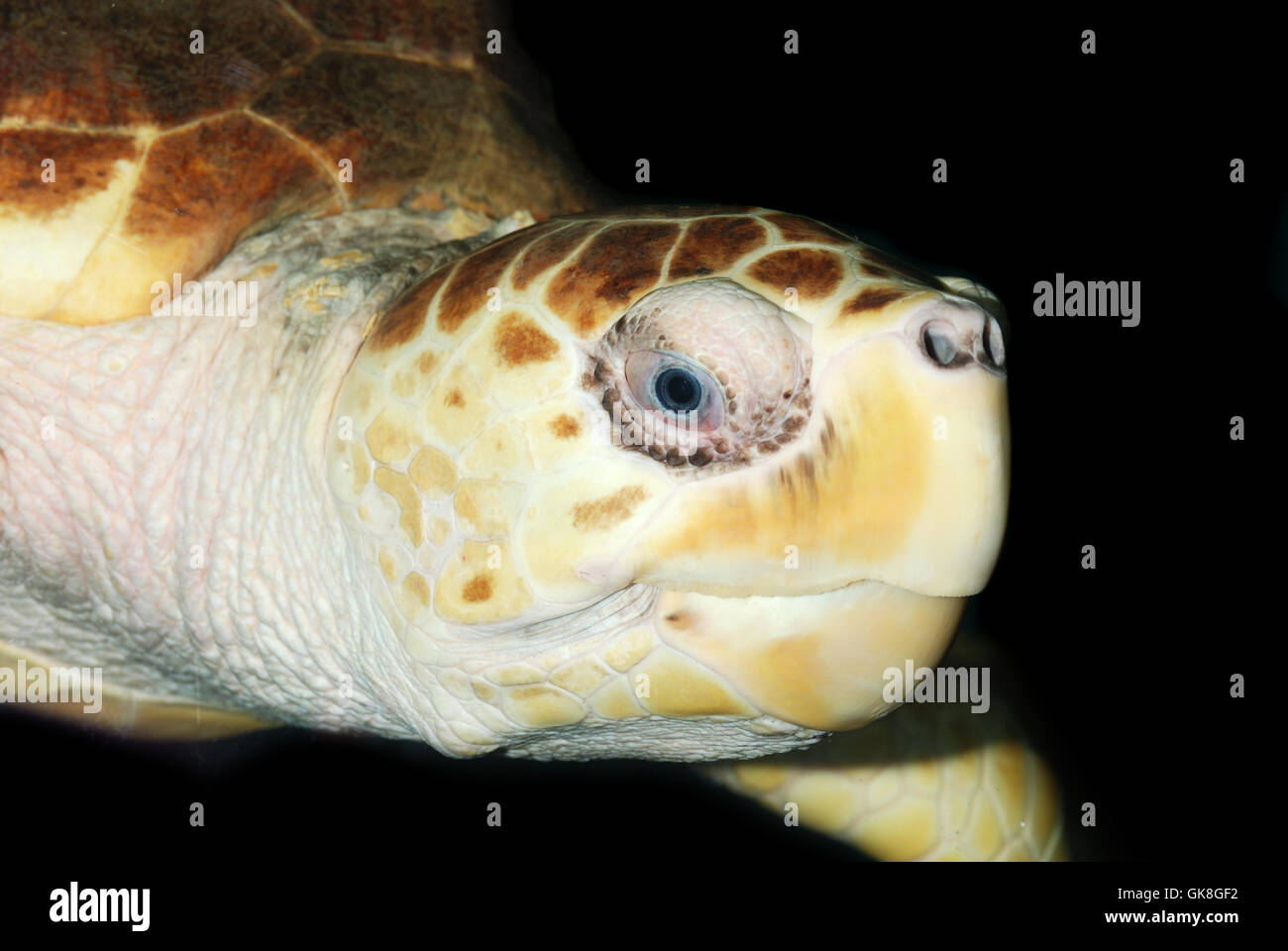 Schildkröte schwarzen Hintergrund isoliert Stockfoto