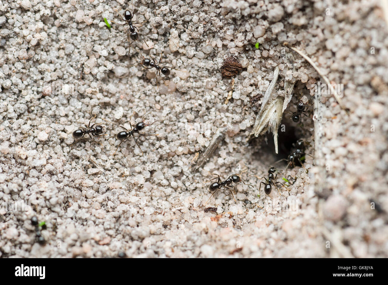 Kleine Schwarze Ameisen in ihrem nest Stockfoto