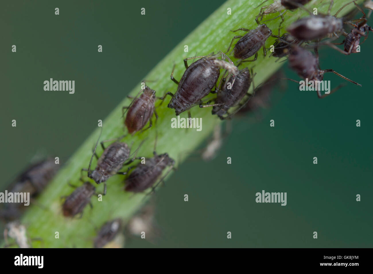 Zwiebel-Blattläuse (Neotoxoptera Formosana) auf Schnittlauch Stockfoto