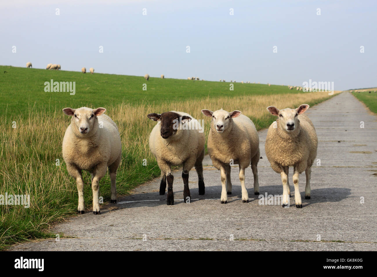 4 Schafe Stockfoto