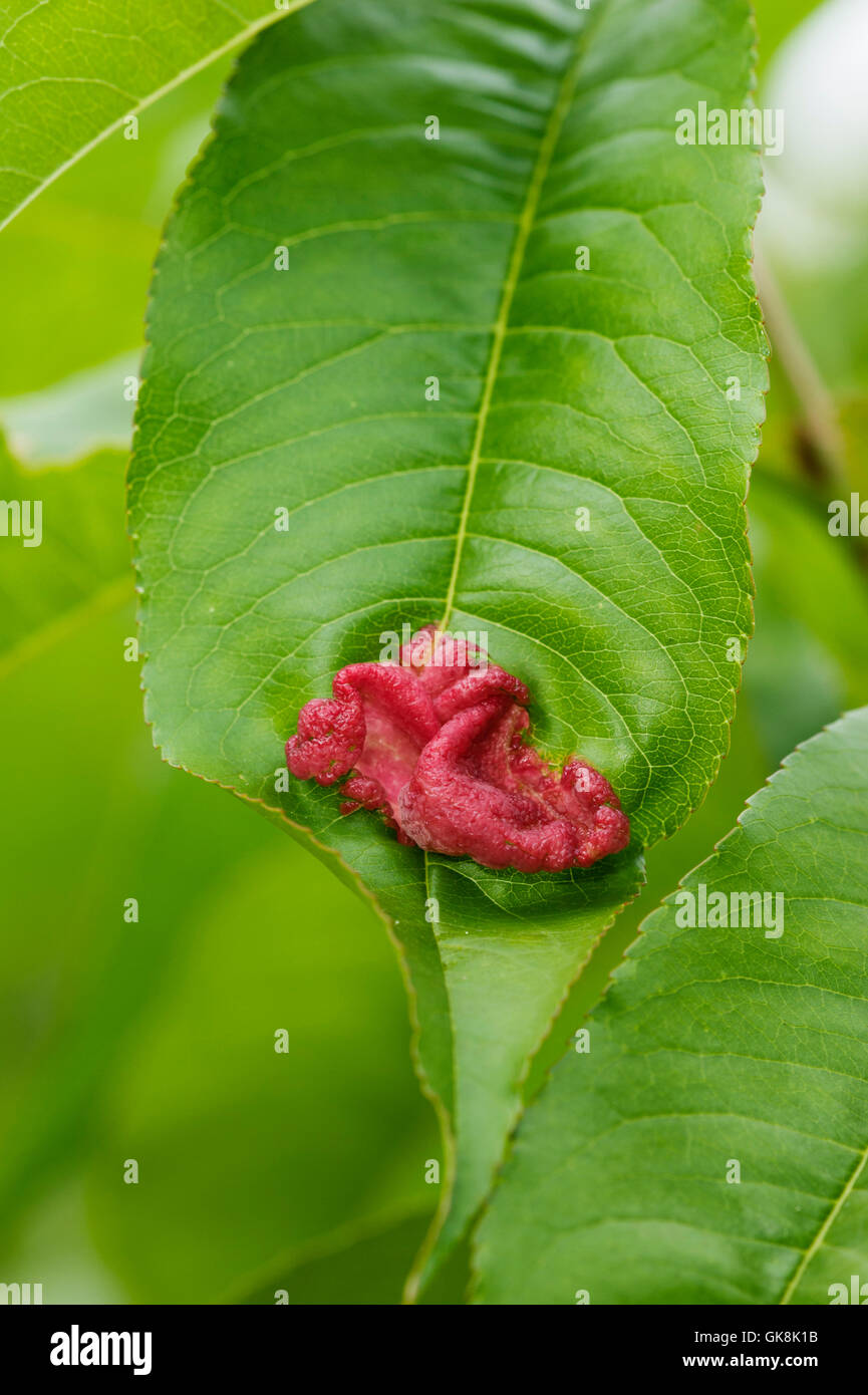 Pfirsich Blätter kräuseln Symptome (Taphrina Deformans) an Pfirsich Blatt Stockfoto