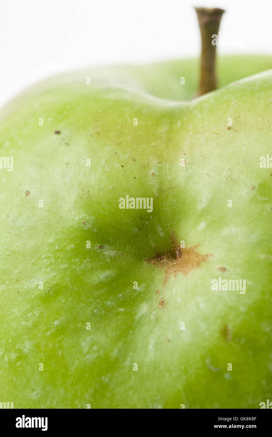 Apple Dellen Fehler (Campylomma Liebknechti) Schäden an Bio-Apfel Stockfoto