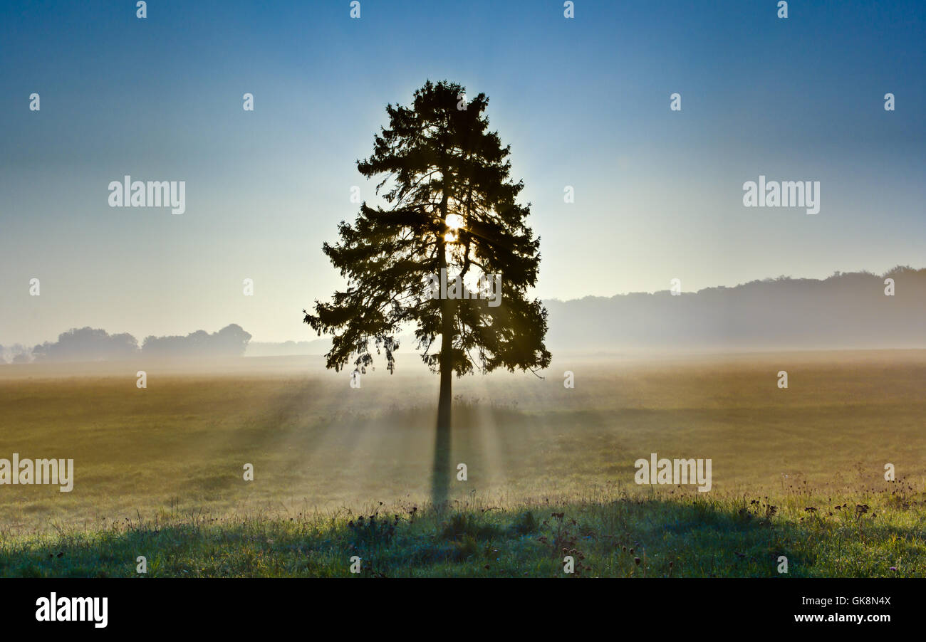 Baum Nebel Sonnenaufgang Stockfoto