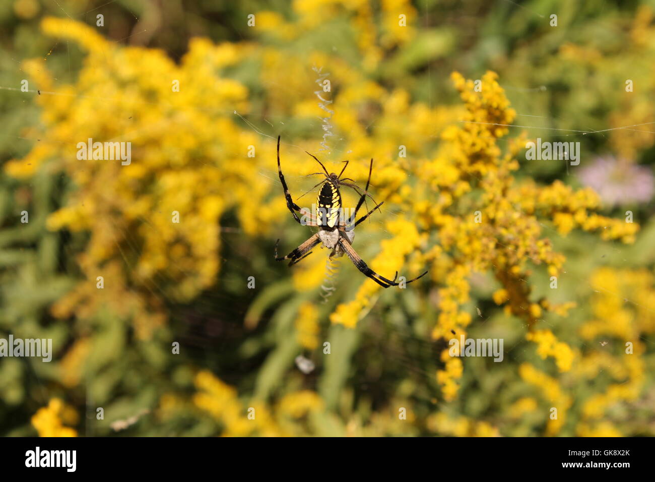 Zwei Spinnen, einschließlich eine gelbe Kreuzspinne bei einem restaurierten Prairie auf Chicagos Seeufer. Stockfoto