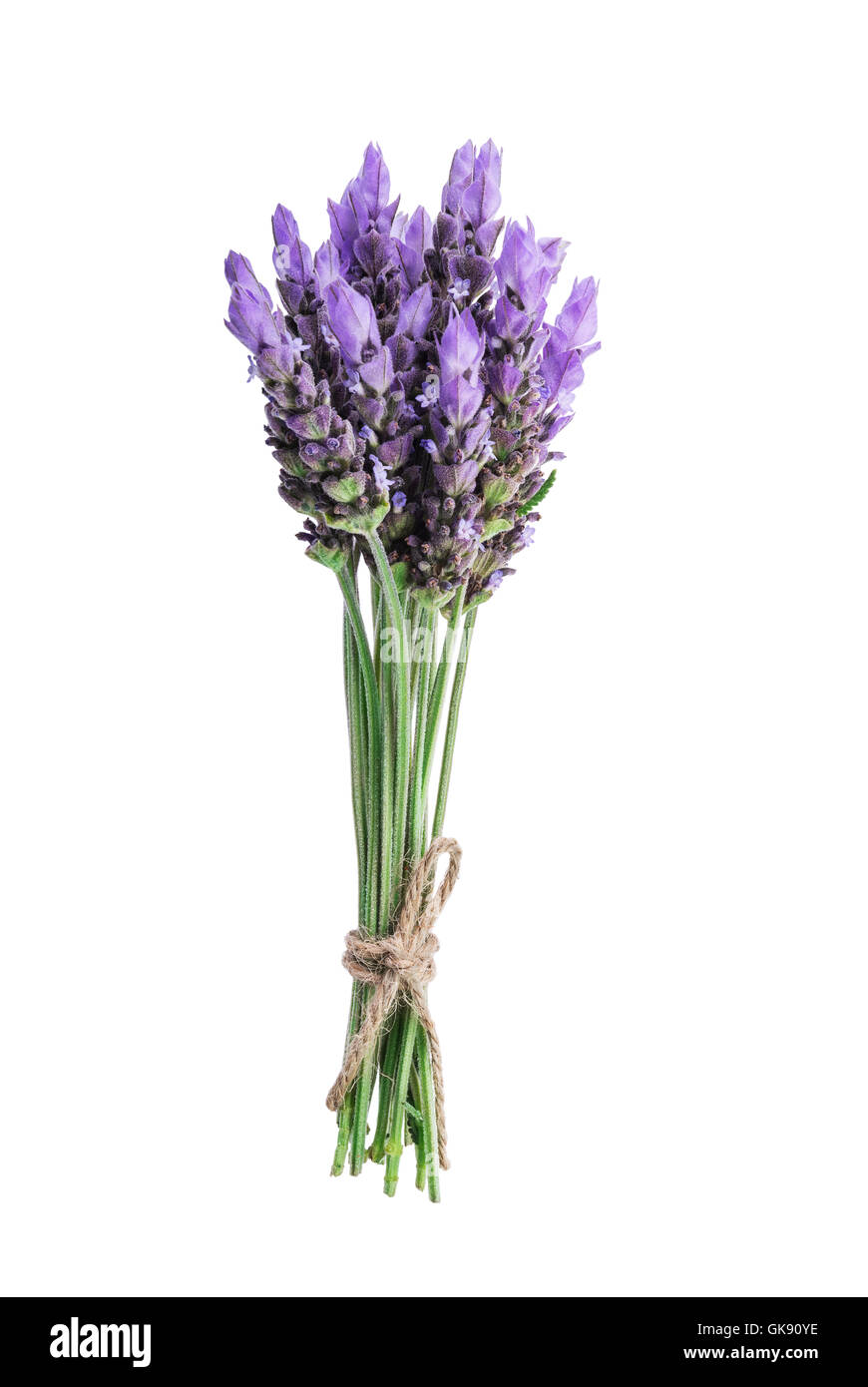 Bündel von Lavendel Blumen isoliert auf weißem Hintergrund Stockfoto
