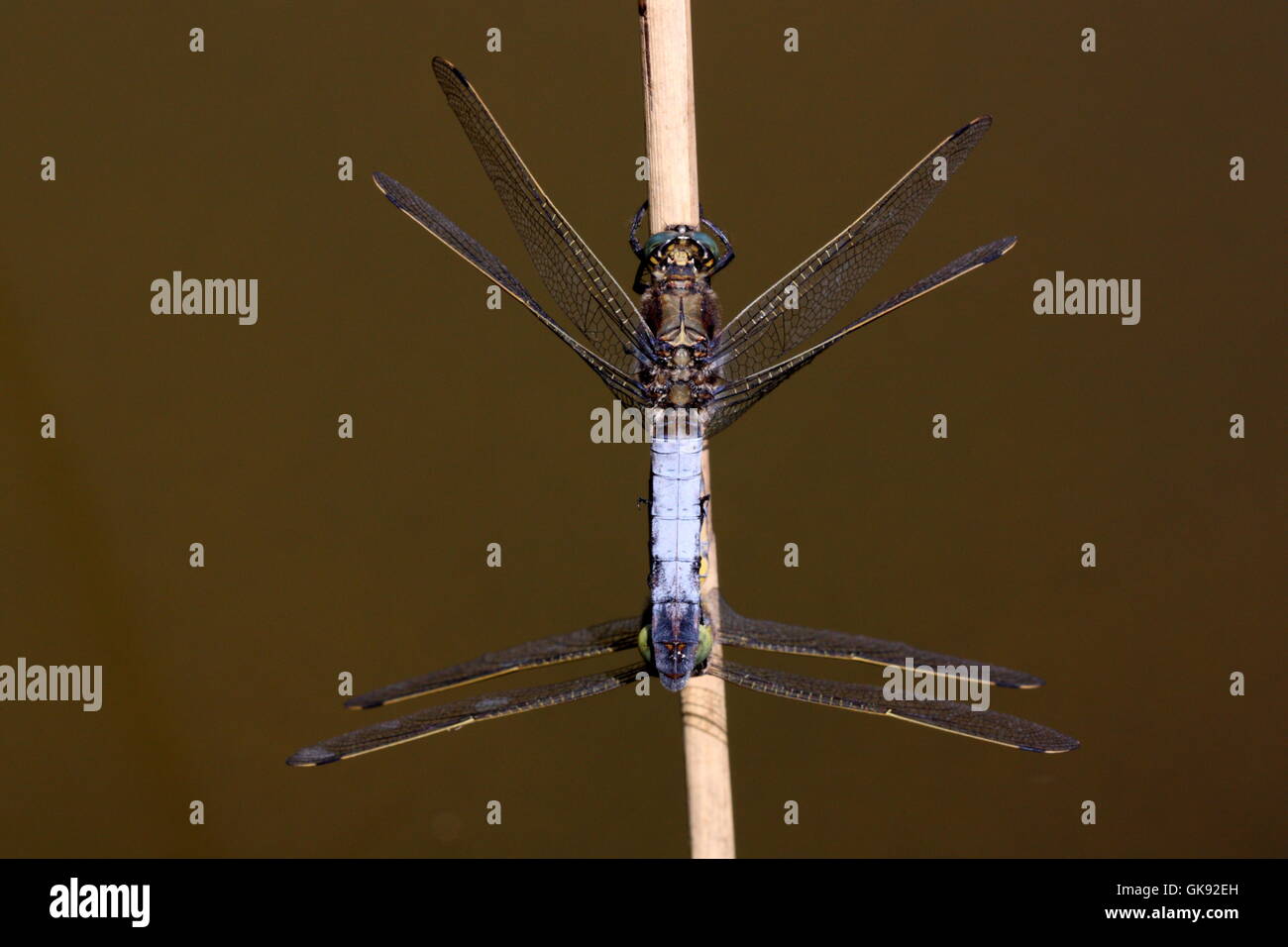 Paarung Black-tailed Skimmer Libellen Stockfoto