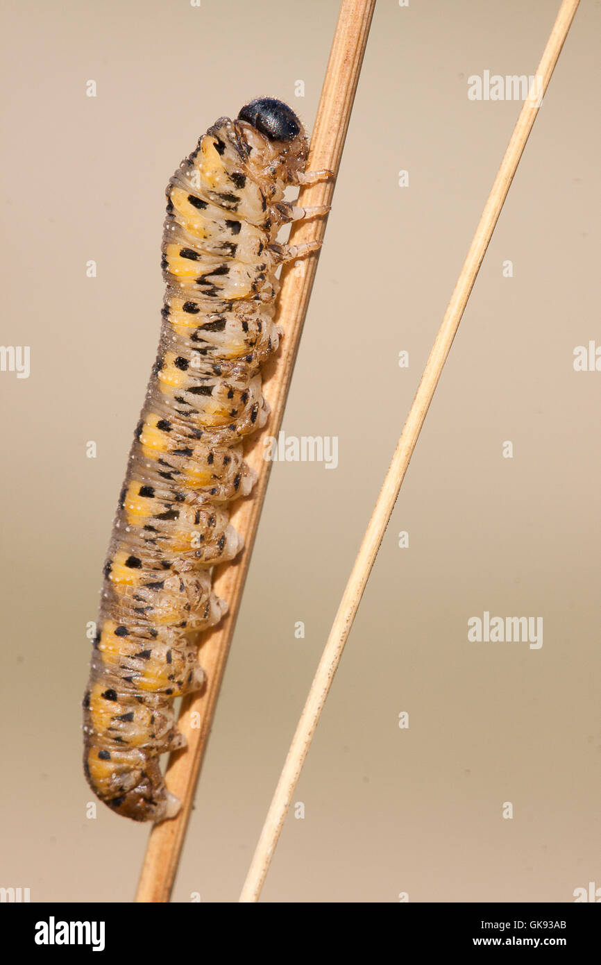 Wasp Caterpillar auf einer trockenen stick Gras. Stockfoto