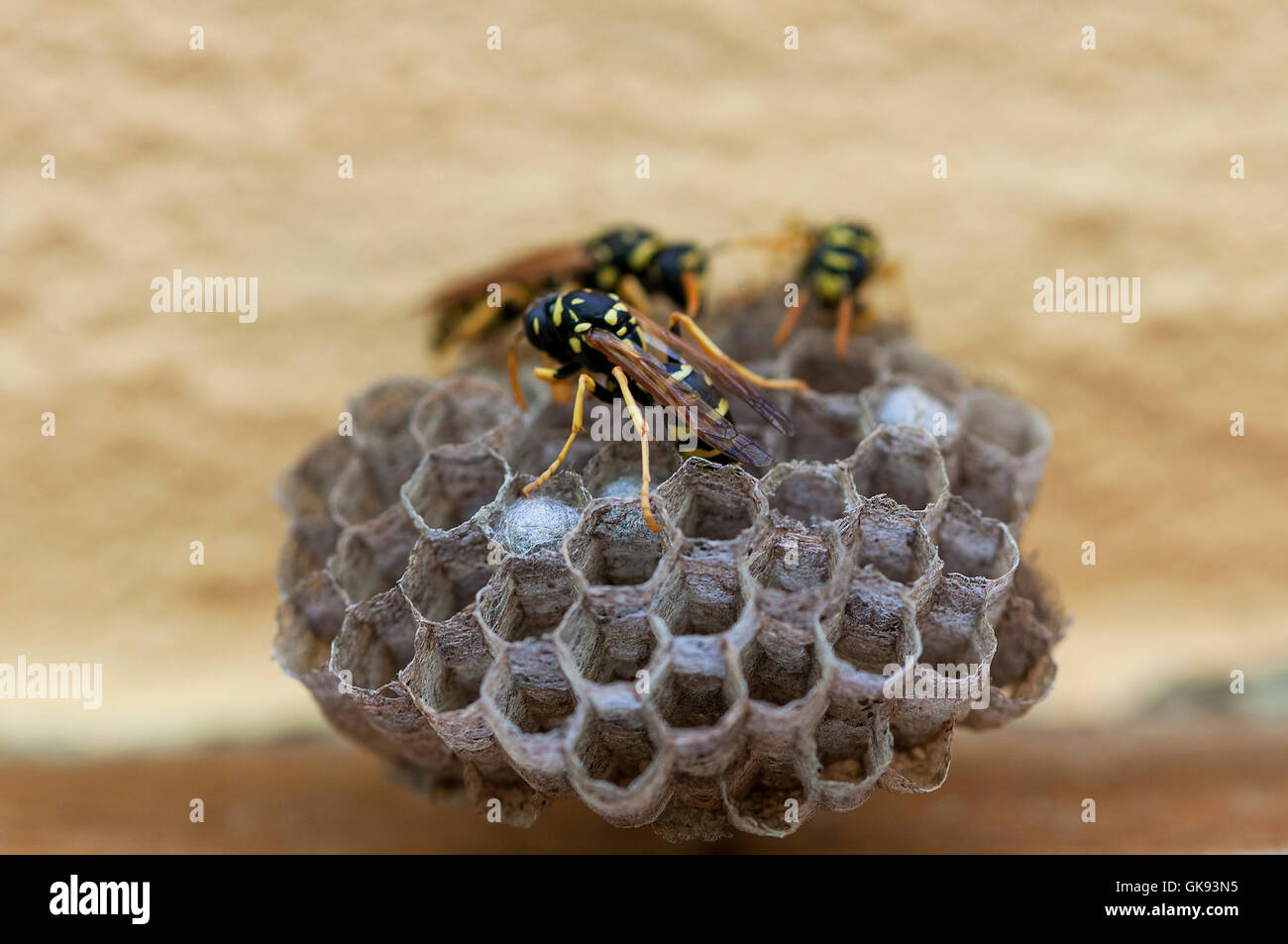 Nahaufnahme auf ein Wespennest. Zellen mit Larve. Stockfoto