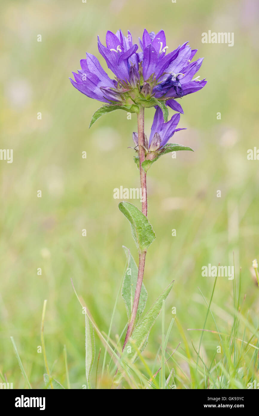 Alpine flora, Clustered bellflower oder der Däne Blut (Campanula glomerata) in Alpine Lake. Stockfoto