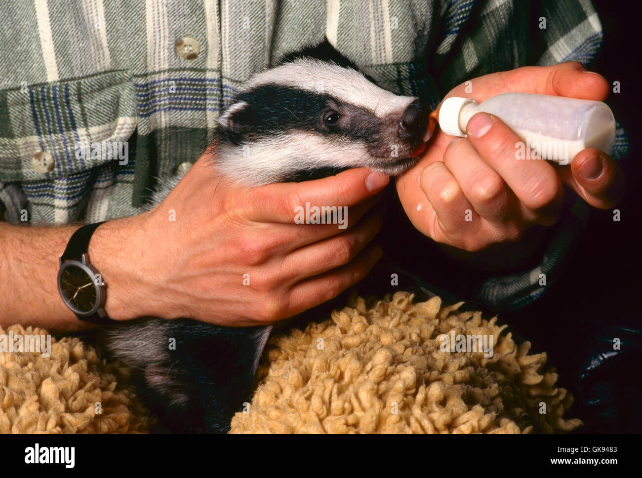 Verwaiste Dachs wird Milch durch eine Babyflasche Stockfoto