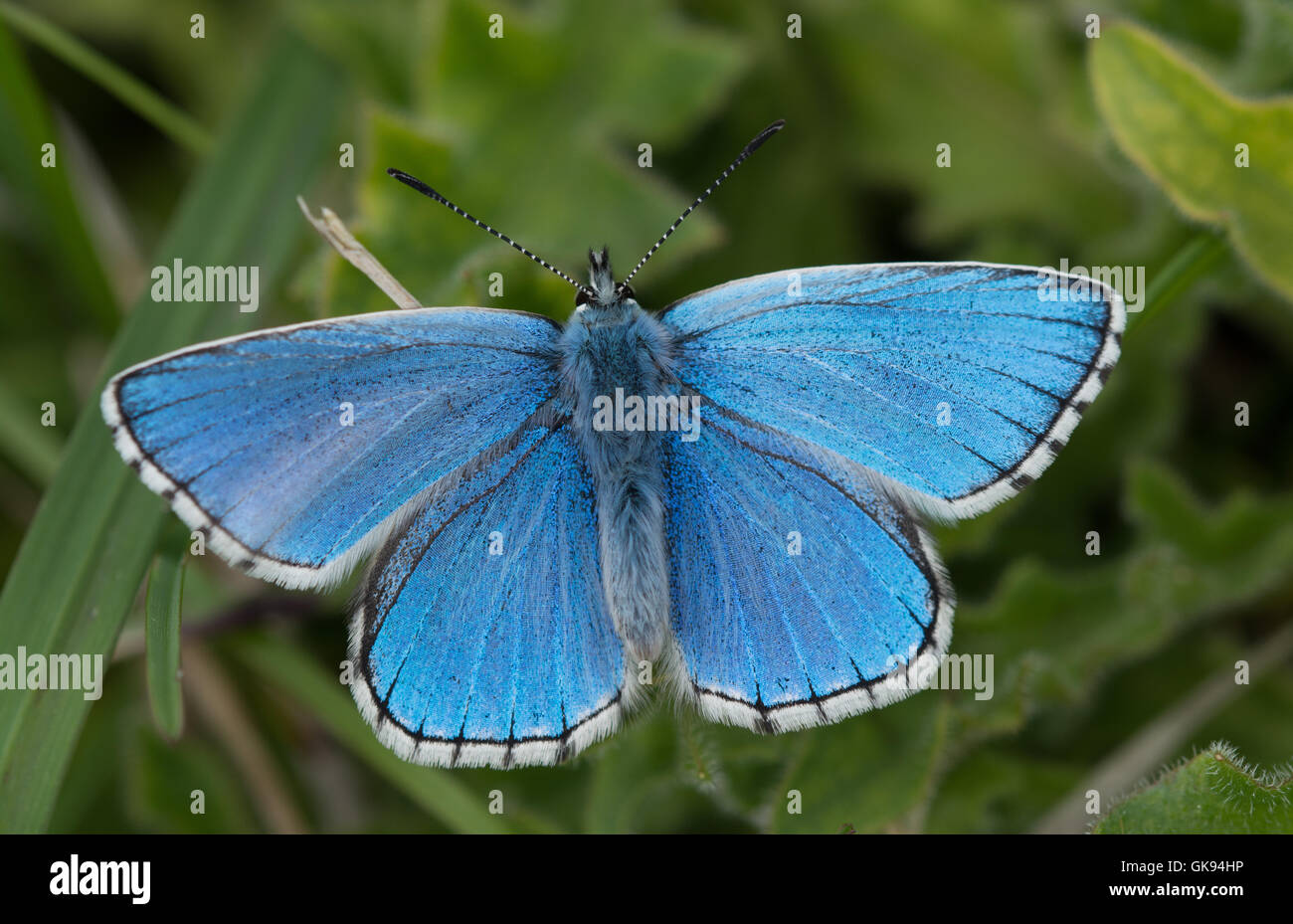 Nahaufnahme des Adonis blue Butterfly (Polyommatus Bellargus) Stockfoto